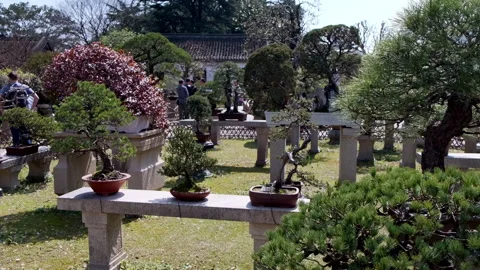 An array of meticulously cultivated bonsai trees sits displayed on stone Video stock 341049810