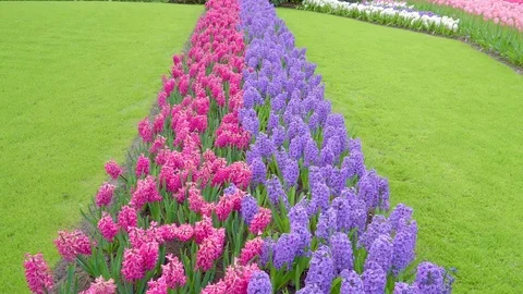 An array of pink and purple small flowers Stock Footage 79814845