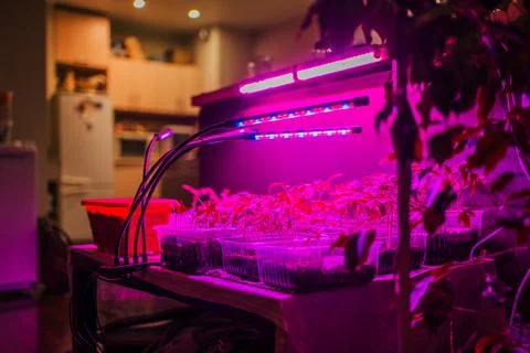 Array of plant seedlings flourish under the glow of LED grow lights in a cozy Stock Photos