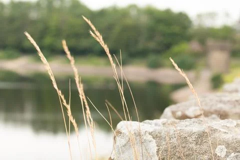 An array of plants growing amongst jagged rocks in the foreground, a body of wat Stock-Fotos