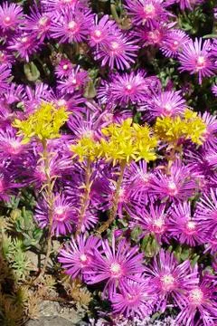 Array of purple iceplant flowers Foto stock