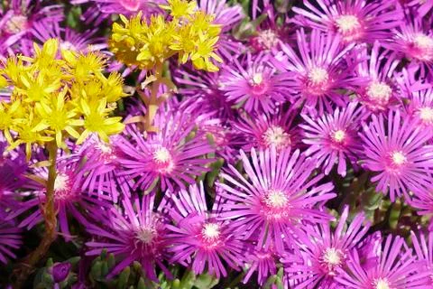 Array of purple iceplant flowers 스톡 사진