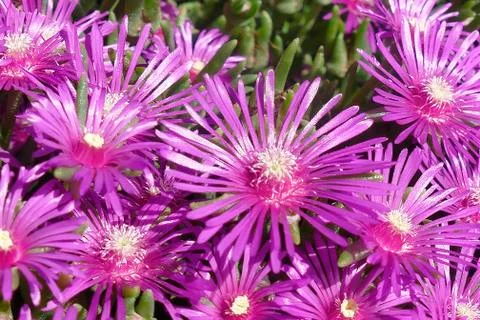 Array of purple iceplant flowers Stock Photos
