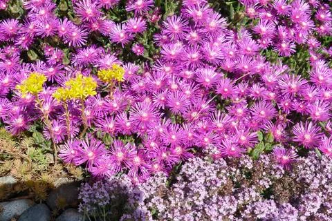 Array of purple iceplant flowers Foto stock