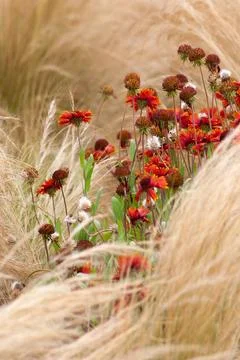 Array of red gerbera flowers blooming in a field 写真素材