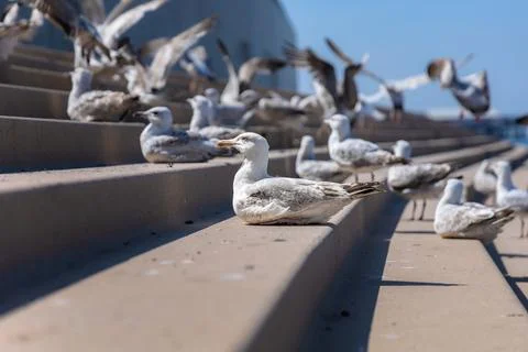 Array of seagulls perched on and around a set of concrete stairs in a sunny beac 스톡 사진