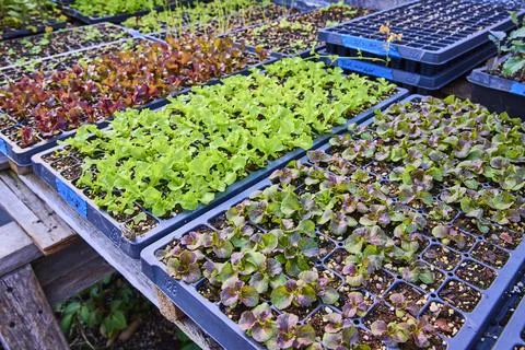 Array of Seedling Trays in Greenhouse Eye-Level Perspective 스톡 사진