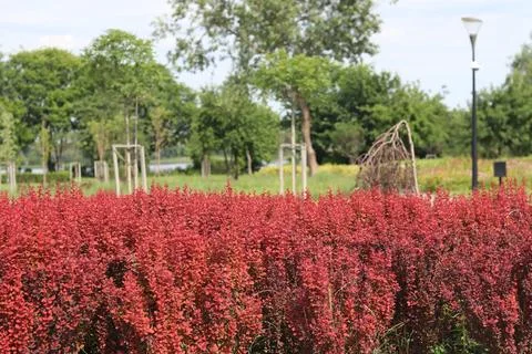 An array of Thunberg barberry plantations with rich crimson leaves 写真素材