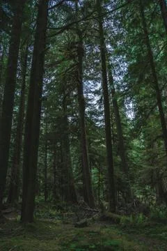 Array of trees in forest Stock Photos