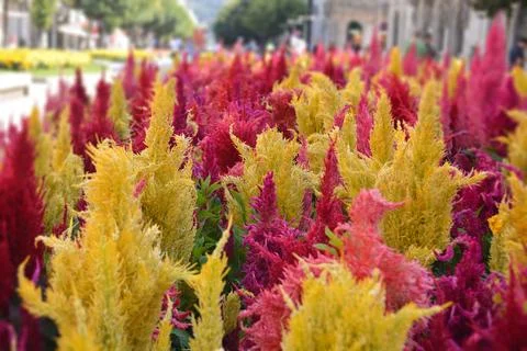 An array of vibrant celosia flowers blooming in a garden Stock Photos
