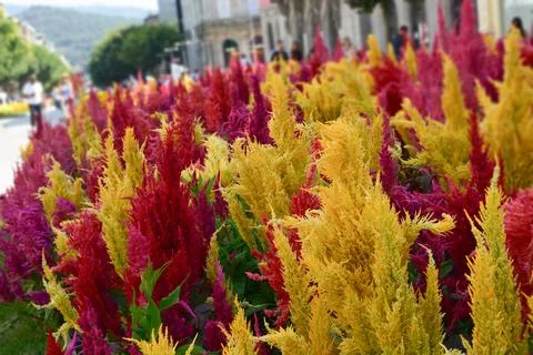 An array of vibrant celosia flowers blooming in a garden 스톡 사진