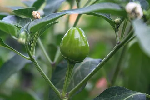 An Array of Vibrant Chili or Peppers in a garden Stock Photos