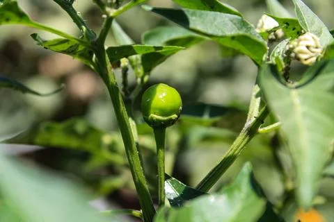 An Array of Vibrant Chili or Peppers in a garden Foto stock
