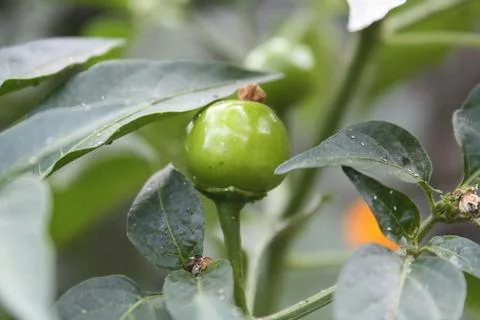An Array of Vibrant Chili or Peppers in a garden Foto stock