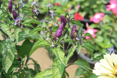 An Array of Vibrant Chili or Peppers in a garden Stock Photos