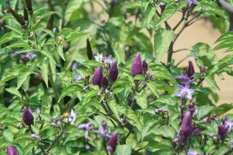An Array of Vibrant Chili or Peppers in a garden Stockfoto's