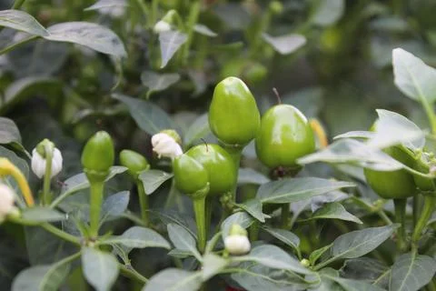 An Array of Vibrant Chili or Peppers in a garden Stock Photos