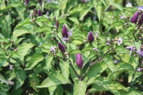 An Array of Vibrant Chili or Peppers in a garden Stock Photos