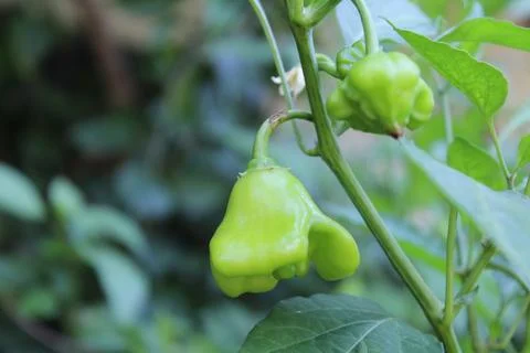 An Array of Vibrant Chili or Peppers in a garden Stock Photos