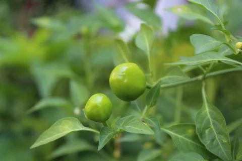 An Array of Vibrant Chili or Peppers in a garden Stock Photos