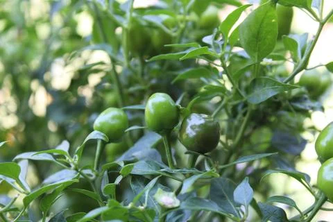 An Array of Vibrant Chili or Peppers in a garden Stock Photos