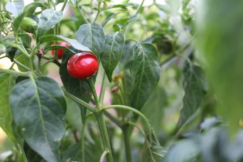 An Array of Vibrant Chili or Peppers in a garden Stock Photos