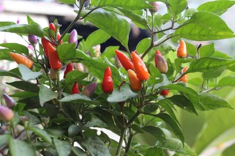 An Array of Vibrant Chili or Peppers in a garden Stock Photos