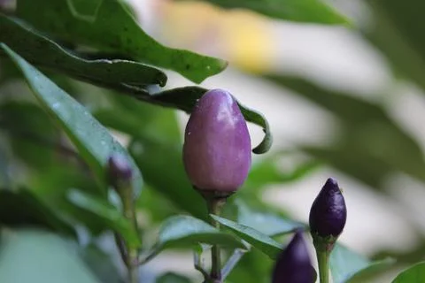 An Array of Vibrant Chili or Peppers in a garden Stockfoto's