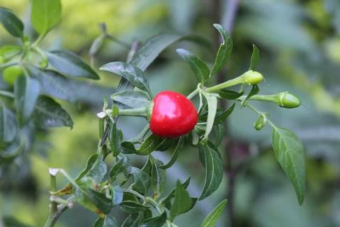 An Array of Vibrant Chili or Peppers in a garden Stock Photos