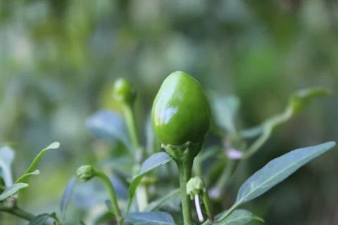 An Array of Vibrant Chili or Peppers in a garden Stockfoto's