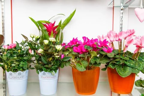 An array of vibrant flowering house plants Stock Photos