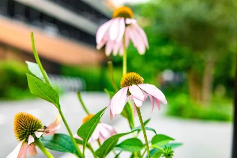 Array of vibrant flowers adorn the sidewalk in front of a row of urban buildings Fotos de archivo