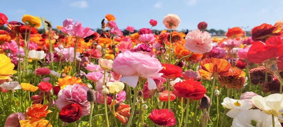 Array of vibrant flowers in bloom against a backdrop of clear blue sky. Fotos de archivo