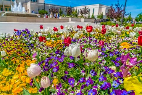 Array of vibrant flowers blooming under sunlight in spring Foto stock