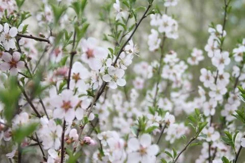 Array of white flowers of Cherry Blossoms in the garden Stock-Fotos
