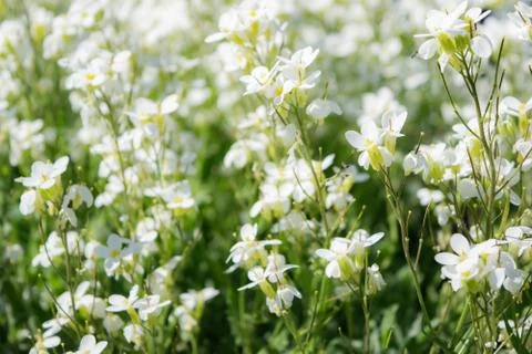 Array of white flowers Stock Photos