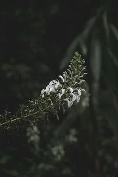 Array of White Flowers Stock Photos