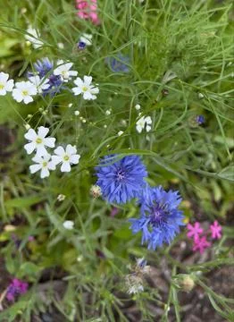 Array of wildflowers featuring white, blue, and pink surrounded by lush foilage Foto stock