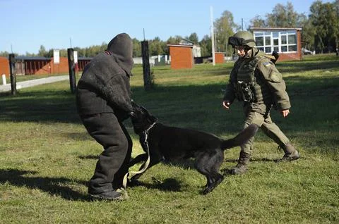 Arrest training. Army dog attacking suspect man wearing protective cloth, man Stock Photos