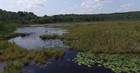 Arrial low Fly over Swamp Marsh land 4K Stock Footage 54568254