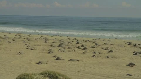 Arribada on the mexican coast Stock Footage 9322797