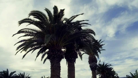 Arrieta Palm Trees Видео 102035903