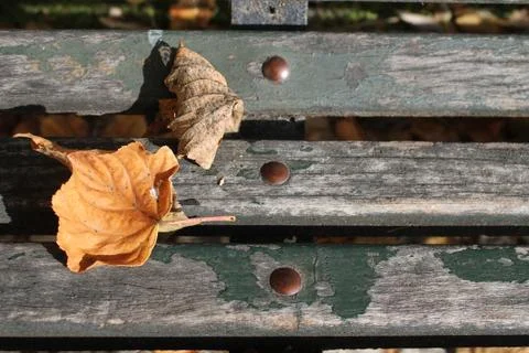 The arrival of autumn Foto stock