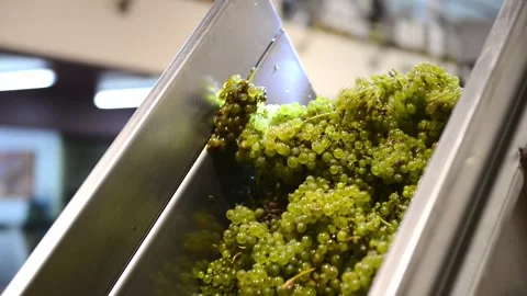 Arrival of bunches of grapes to be processed Stock Footage 287822495