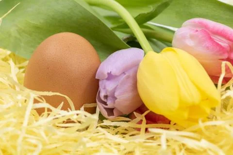 Arrival of spring and Easter holidays a chicken egg and pastel tulips Stock Photos