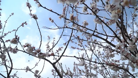 The arrival of spring. Blooming trees. Awakening of Nature Stock Footage 271627671