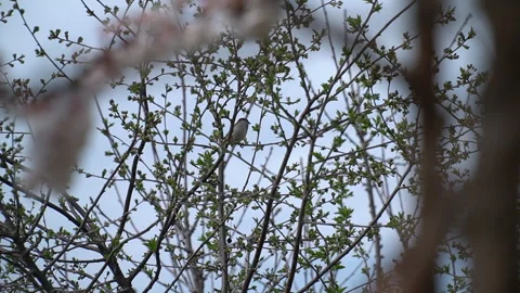 The arrival of spring. Blooming trees. Awakening of Nature Stock Footage 271627717