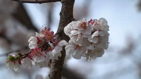 The arrival of spring. Blooming trees. Awakening of Nature Stock Footage 271627776