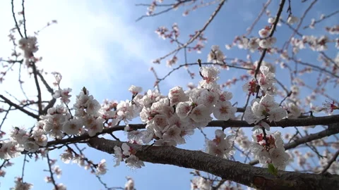 The arrival of spring. Blooming trees. Awakening of Nature Stock Footage 271627783