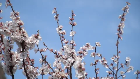 The arrival of spring. Blooming trees. Awakening of Nature Stock Footage 271627869